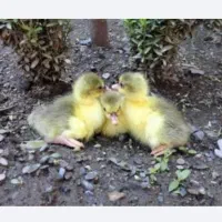 فروش جوجه غاز اوکراینی نژاد سنگین وزن