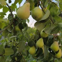 رقم گلابی بیروتی|خدمات باغبانی و درختکاری|مرند, |دیوار