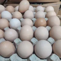 پخش عمده تخم مرغ محلی|خوردنی و آشامیدنی|تهران, جیحون|دیوار