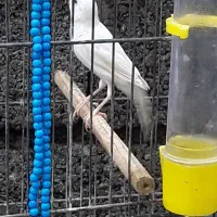 قناری نر سفید بلند....