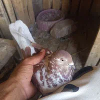 کبوتر ماده گرگی سرخ