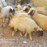 گوسفند ماده داشتی درحد شک باب داشت|حیوانات مزرعه|کوزران, |دیوار