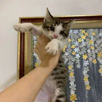 واگذاری دو بچه گربه حدودا سه ماهه|گربه|نوشهر, |دیوار