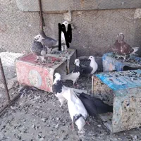 کبوتر رنگی طوقی کرم|پرنده|باغ بهادران, |دیوار