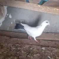 کبوتر سرحال