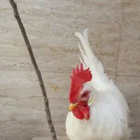 خروس|پرنده|رباط‌کریم, رباط‌کریم|دیوار