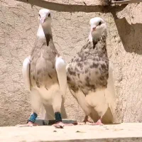 طوقی|پرنده|تهران, آسمان|دیوار