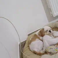 واگذاری شیتزو نر|سگ|رحیمآباد, |دیوار