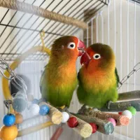 کوتوله برزیلی|پرنده|سهند, |دیوار