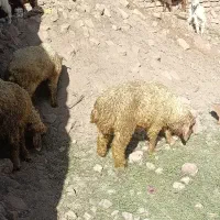 9عدد بره نر شیر مست دمبه دار چاق چاق