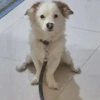 واگذاری سگ مالتیز کراس