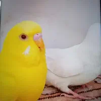مرغ عشق