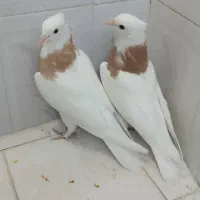 کفتر طوقی|پرنده|شیراز, شاه قلی بیگی|دیوار