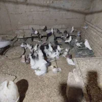 کبوتر فروشی|پرنده|مهریز, |دیوار