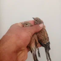 گلبسر قناری پرنده خوب|پرنده|شیراز, شهدای شهرک سعدی|دیوار