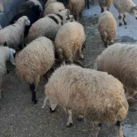 میشداشتیابستنوبره نرروهم|حیوانات مزرعه|دهبکری, |دیوار