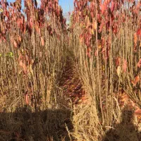 نهال دوساله دسته بیلی و دسته طی