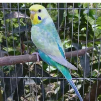 عروس هلندی ماده و انواع مرغ عشق|پرنده|تبریز, |دیوار