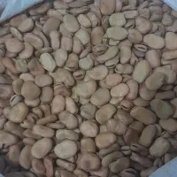 باقلا بذر ندای هفت بند|عمده‌فروشی|خان ببین, |دیوار