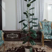 مبل سلطنتی۷نفره و یک گل|مبلمان خانگی و میز عسلی|سراب, |دیوار