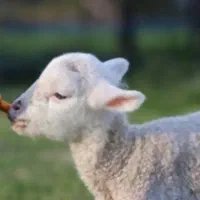 بره بیست روزه