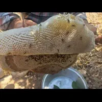 عسل کوهی|خوردنی و آشامیدنی|جم, |دیوار