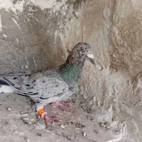 همرنگ خطی خرمای جوان