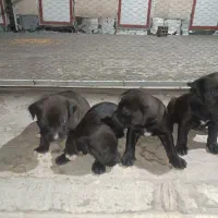 توله پیتبول سگ