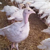 تنظیم بازار بوقلمون زنده|حیوانات مزرعه|بیرجند, |دیوار