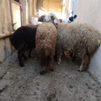 9عددبره ماده سالم سرحال جفتی 21