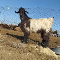 بیگ نر|حیوانات مزرعه|شوش, |دیوار