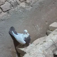 هشت عددکبوترپرشی