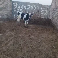 گاو.گوساله نر هلشتیاین جنس صنعتی