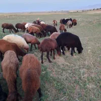 32راس بره نر افشار|حیوانات مزرعه|دهگلان, |دیوار