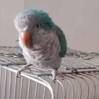 طوطی ابی رنگ گمشده