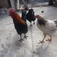 مرغ و خروس|پرنده|شهریار, رضی آباد بالا|دیوار