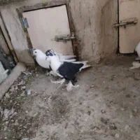 کبوتر ابلاغ و آغ لوتی|پرنده|اسکو, |دیوار