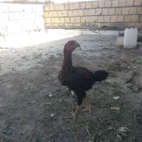 فروش خروس لاری از نسل افغان