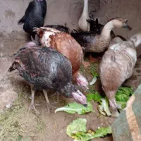 ۶عدد بوقلموبه فروش میرسد|حیوانات مزرعه|خوی, |دیوار