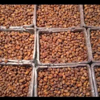 خرمای خاصویی،هلیله،کبکاب|خوردنی و آشامیدنی|قیروکارزین, |دیوار