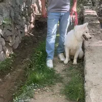 فروش توله ساموید ۹ماهه|سگ|یزد, |دیوار