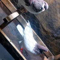 عروس سرلاکی گرینچیک کبوتر|پرنده|آباده, |دیوار