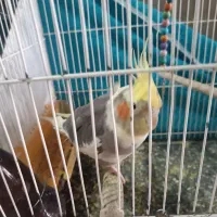 یک عروس هلندی سخنگو