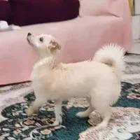 واگذاری پامر اشپیتز ۸ ماهه با نمک و شیطون