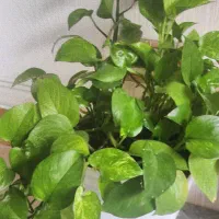 پوتوس برای فروش