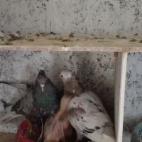 کبوتر