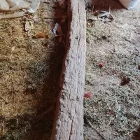 توپان پنجه غاز