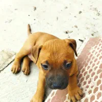 واگذاری سگ پیتبول|سگ|فاضل آباد, |دیوار