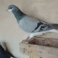 سیاهپوش|پرنده|محمدیه-قزوین, |دیوار