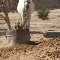 فروش 36 مادیان53 سفید996توافقی 0917‌|اسب و تجهیزات اسب‌سواری|سیدان, |دیوار